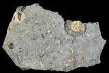 Fossil Ammonite (Promicroceras) - Lyme Regis #110685-1